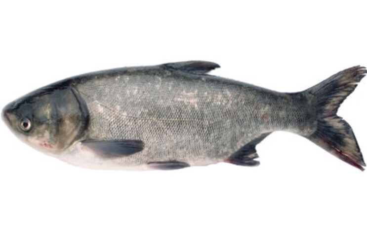  ���� ����������� ��� 