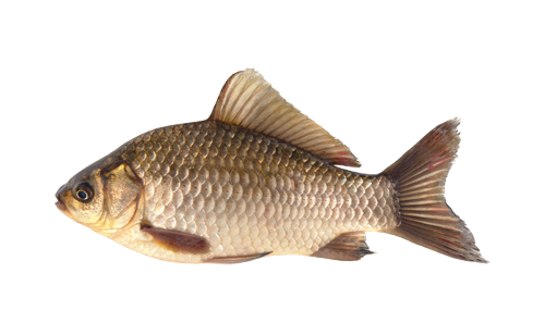  ���� ������ ��� 